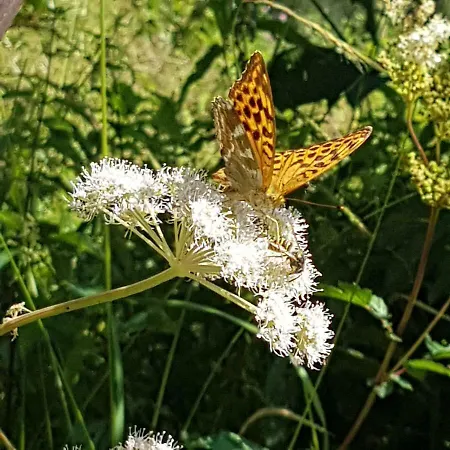 Und Restaurant Alpina Han/Misafirhane *